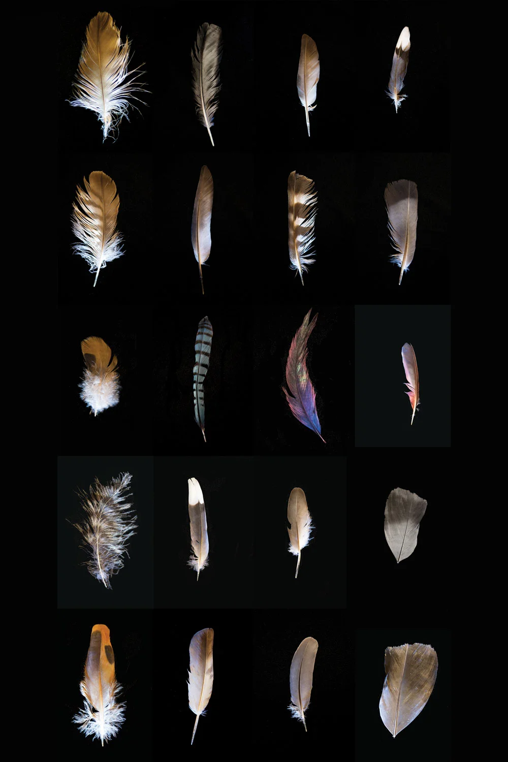 feather.jpg