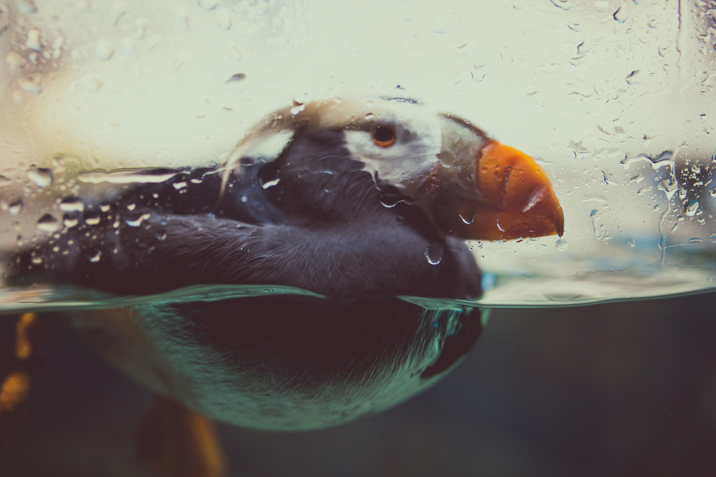 14491378742_d5597bce19_o.jpg