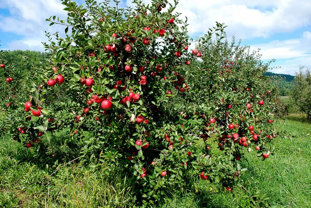 apple tree.jpg.1379727901617.jpg