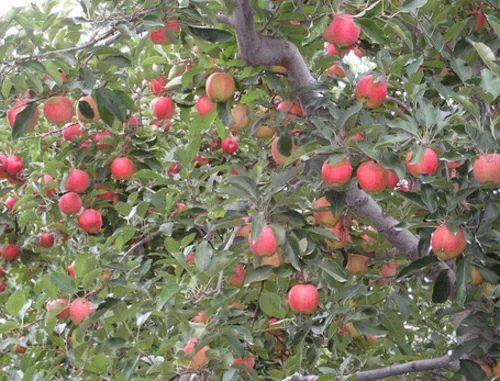 gala appletree.jpg