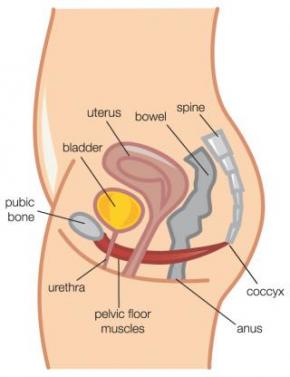 The female pelvic floor Image courtesy of the Continence Foundation of Australia