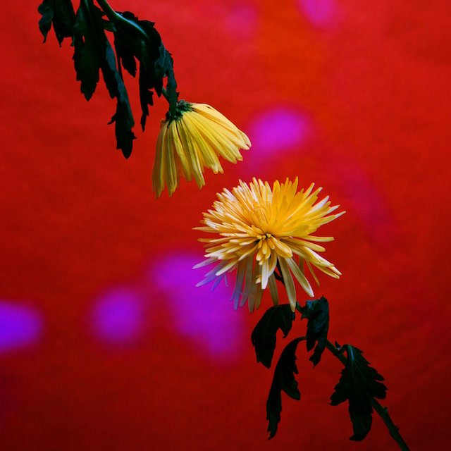 NRVS - Free (Single)