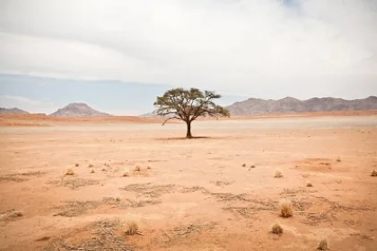 desert tree 1.jpg