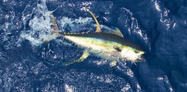 ahi photo.jpg