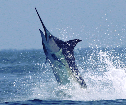 Marlin photo Mark Johnston.png
