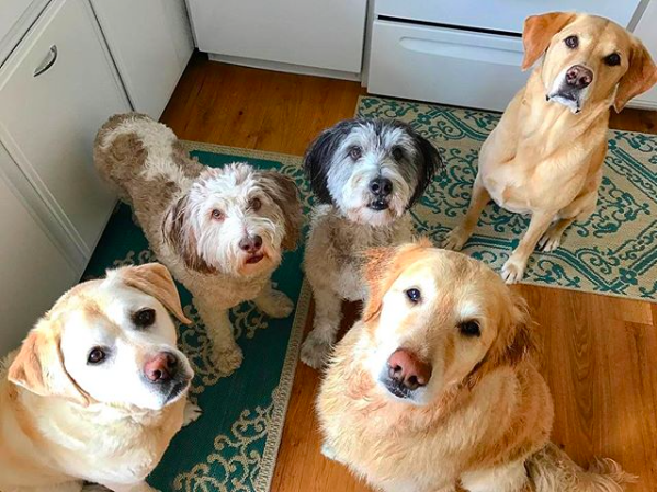 Jake Elwood Dakota Nora Oscar.png