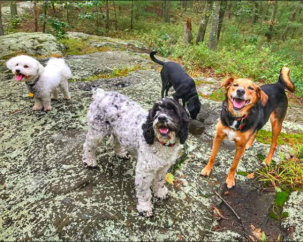 Luna Sadie Chip Jax.png