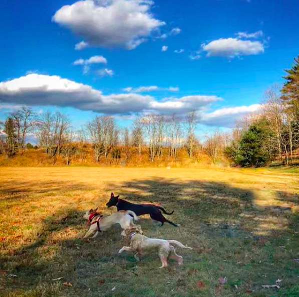 Screen Shot 2017-12-08 at 7.19.26 AM.png