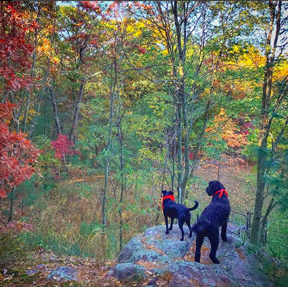 Screen Shot 2017-12-08 at 7.24.47 AM.png