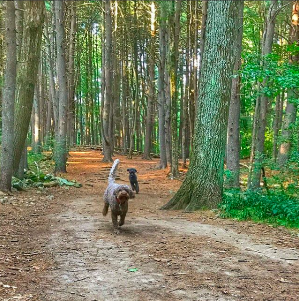 Screen Shot 2017-12-08 at 7.29.26 AM.png