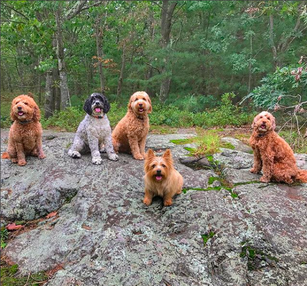 Screen Shot 2017-12-08 at 7.26.51 AM.png