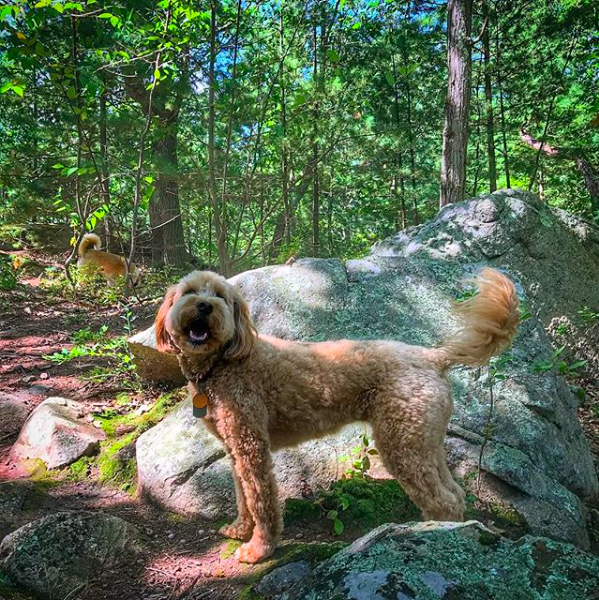 Screen Shot 2017-12-15 at 8.03.26 AM.png