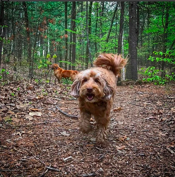 Screen Shot 2017-12-15 at 8.06.51 AM.png