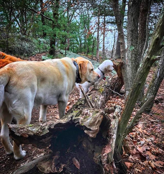 Screen Shot 2017-12-15 at 8.09.39 AM.png