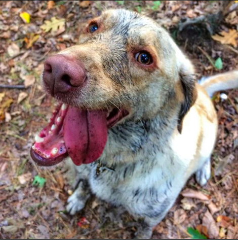 Screen Shot 2017-12-16 at 2.23.58 PM.png