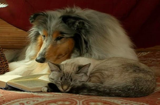 Dog &amp; Cat Trivia Night!