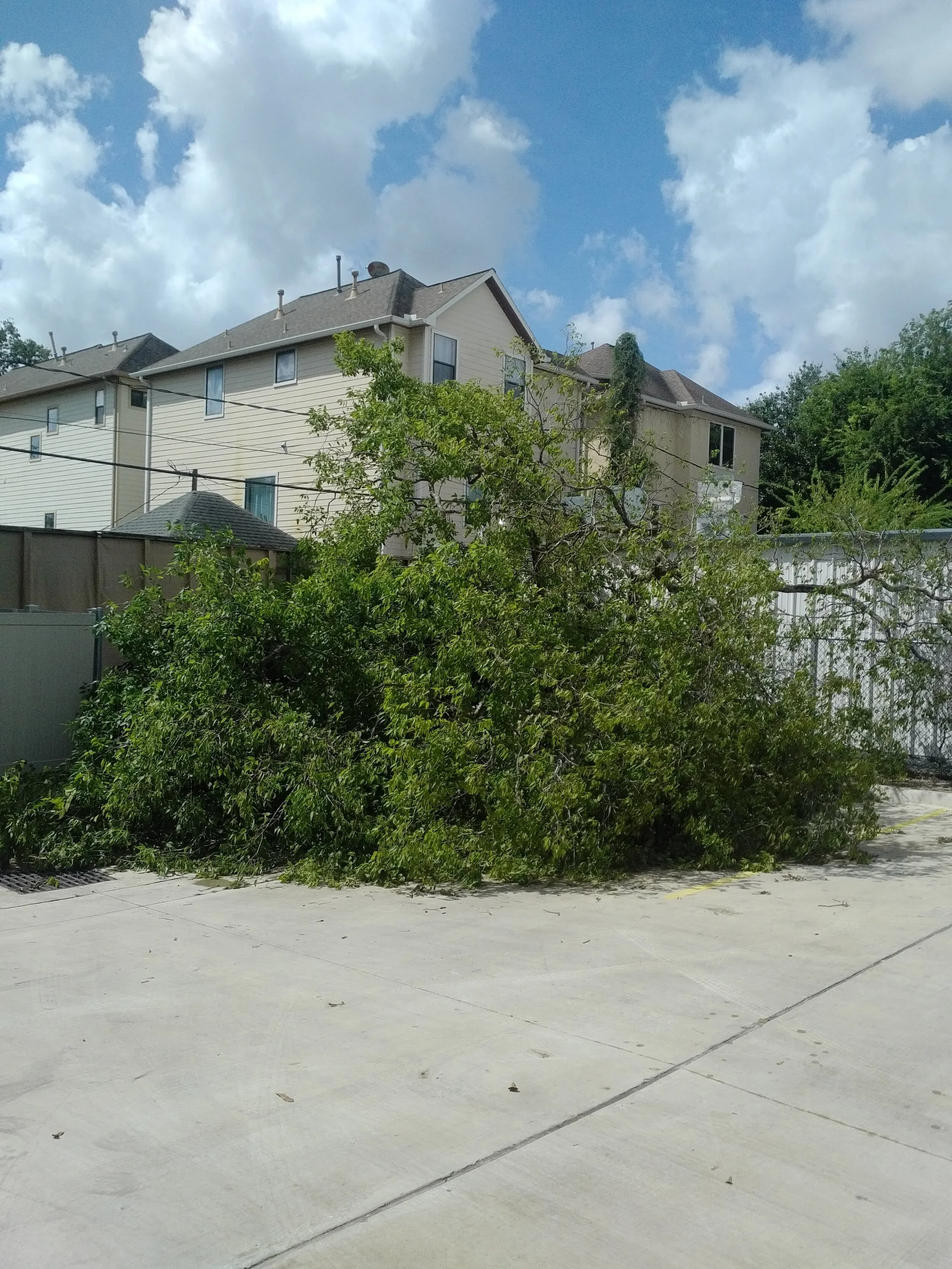 Fallen Tree Removal Process | 01