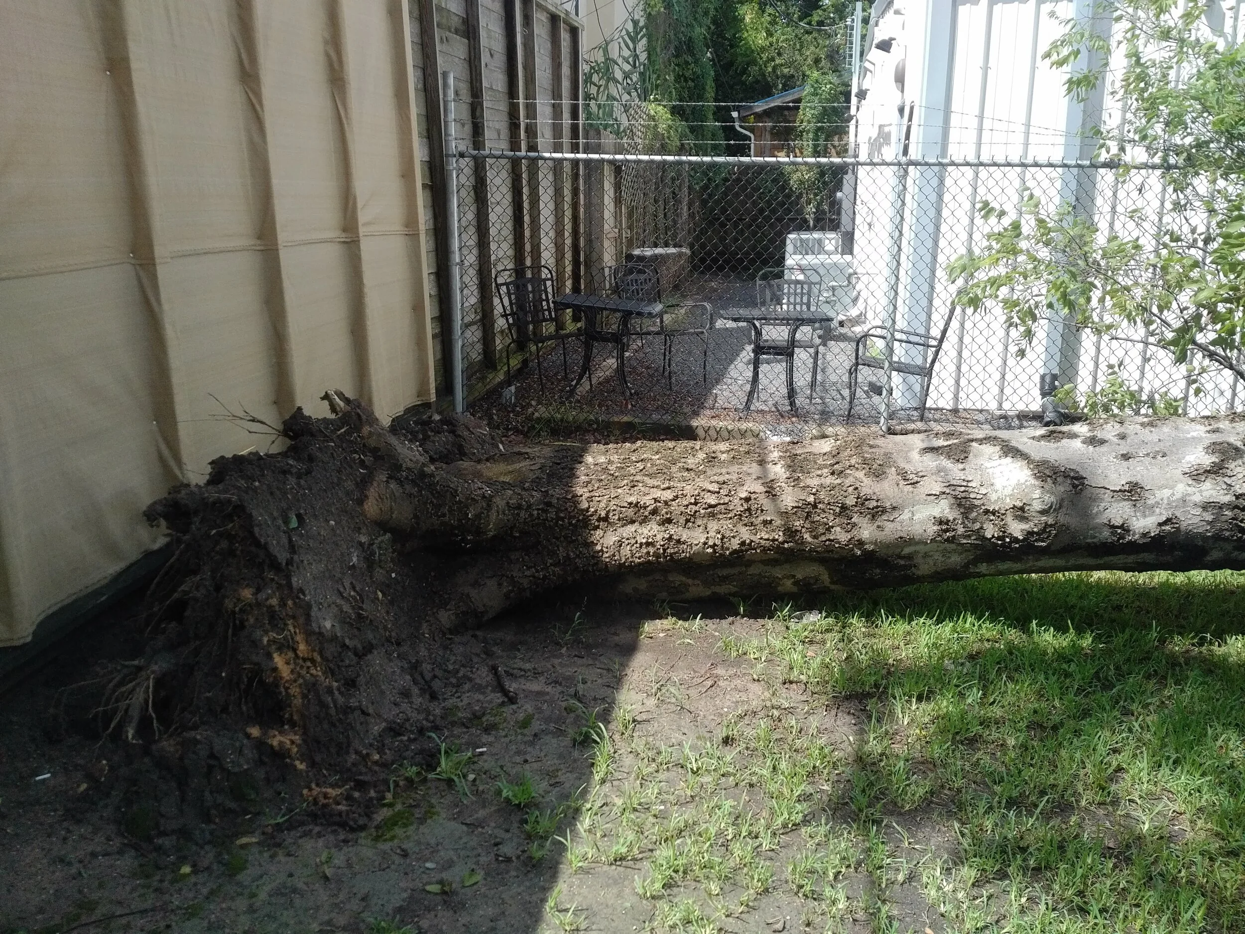 Fallen Tree Removal Process | 02