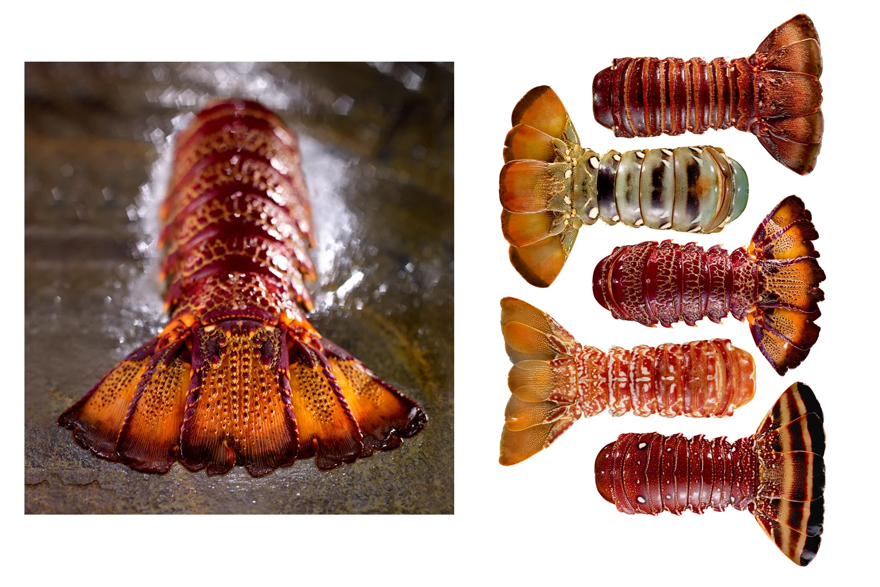 lobster, raw, lobster tail, food, food photographer, drink photographer, Long Island food photographer, product photographer, photographer, studio photographer, packaging, John Montana, Montana