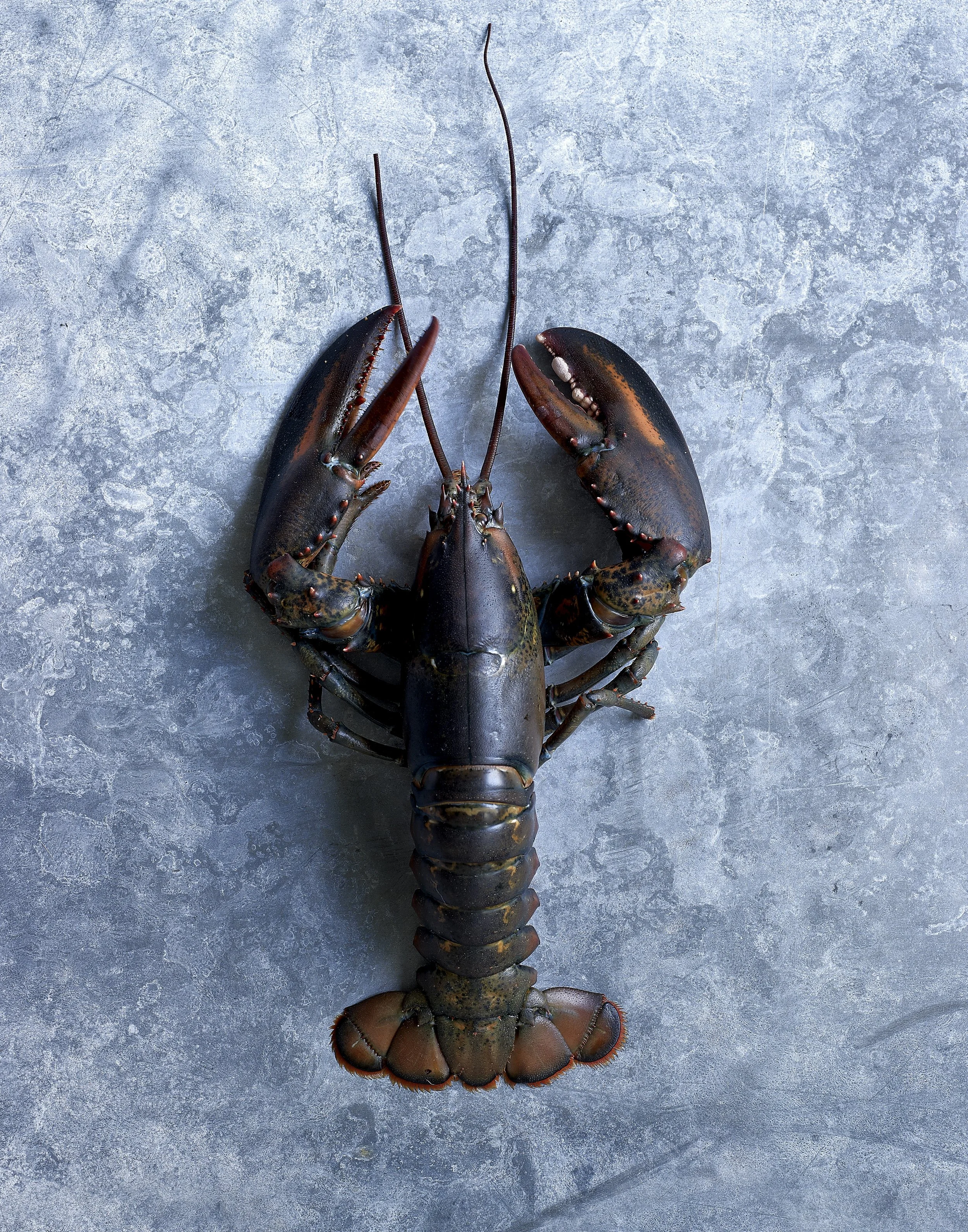 2026 Kevin Norris Photography-42.jpg