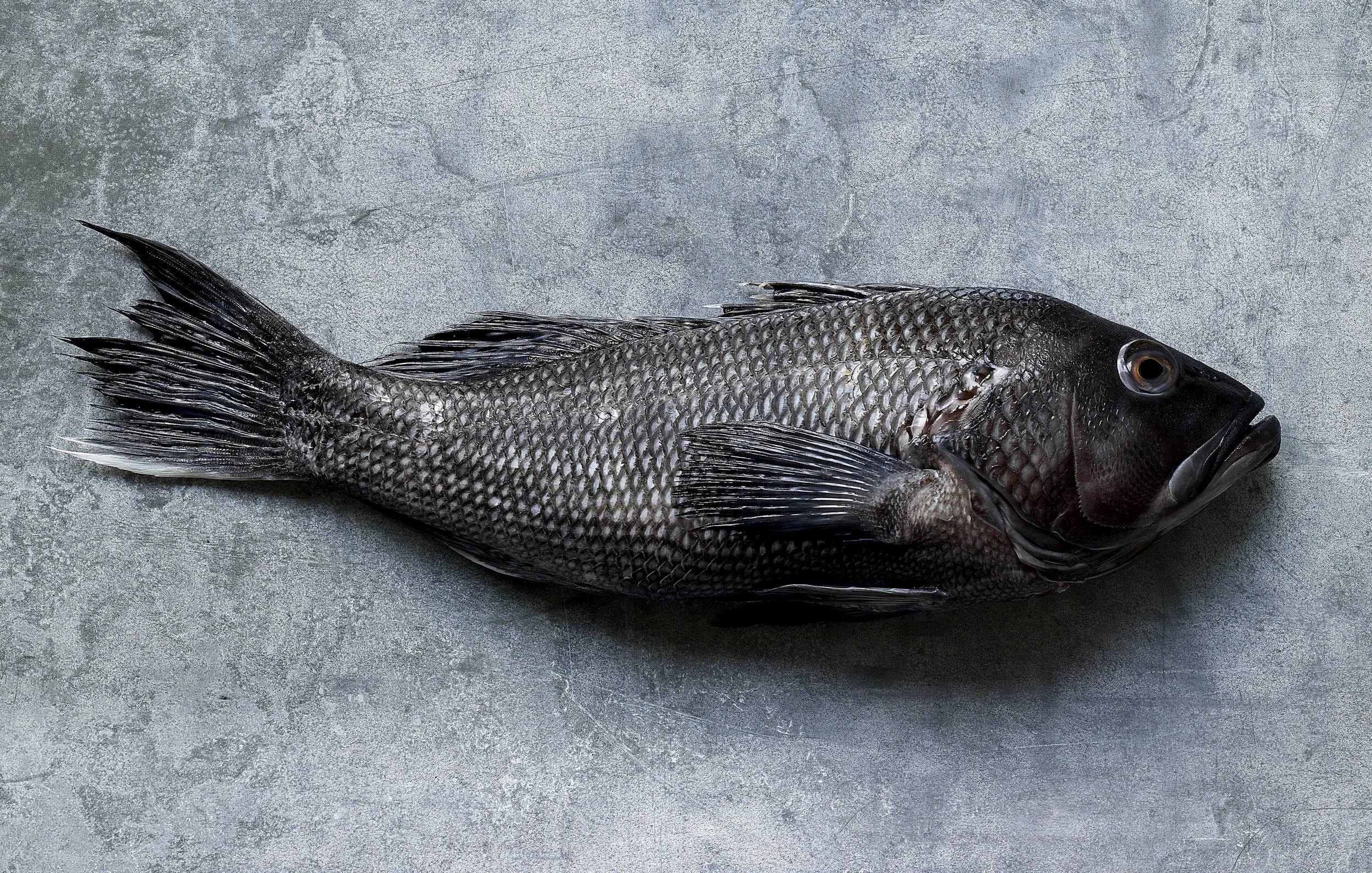 Seafood Product Photography That Sells: Elevating Fresh Ingredients Through Editorial Imagery