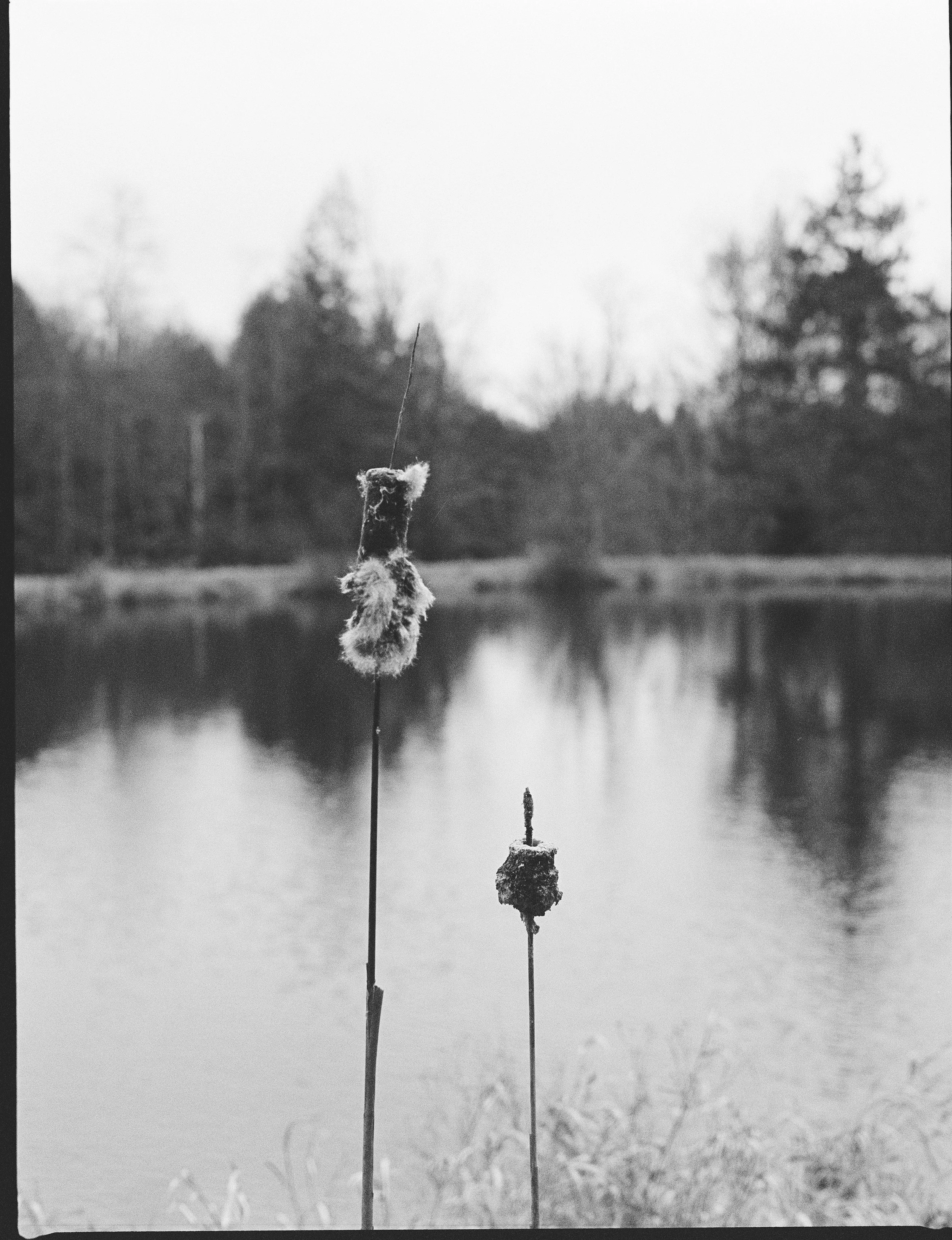 Black and white photo of two cattails with fluffy seed heads near a body of water, with blurred trees in the background.