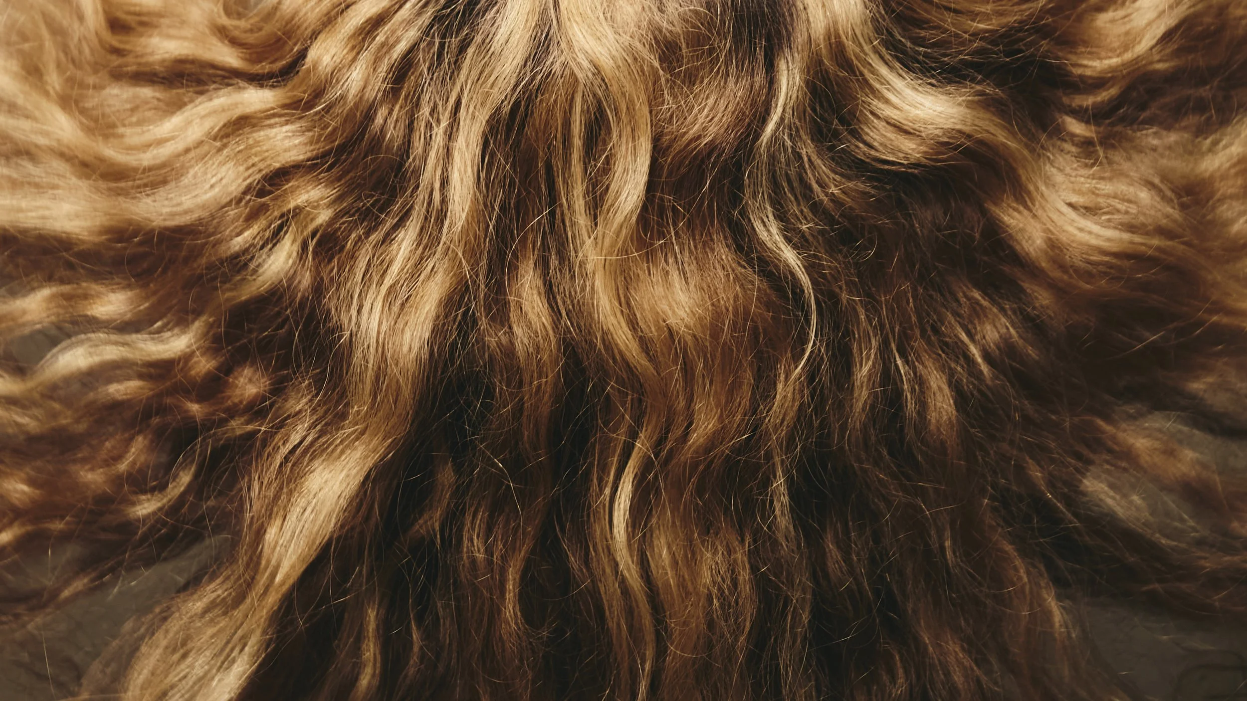 Close-up of curly, blonde hair with highlights.