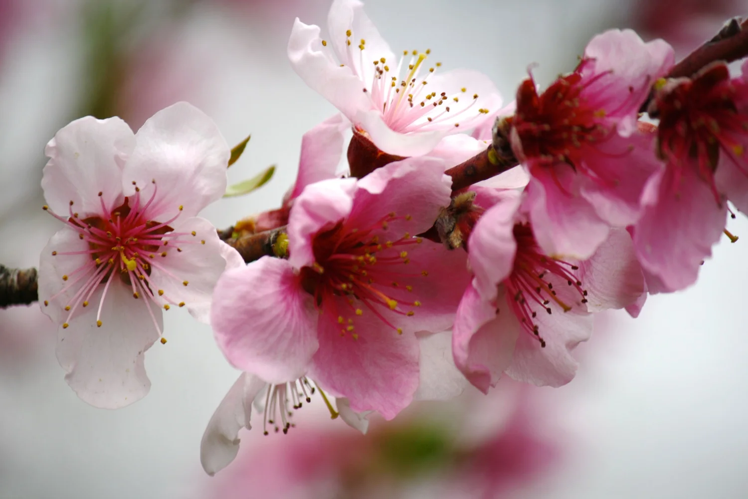HKV_BBG_CHERRY_BLOSSOMS_02.JPG