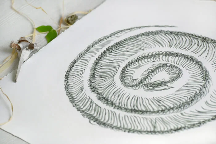 grass snake internet 4 .jpg