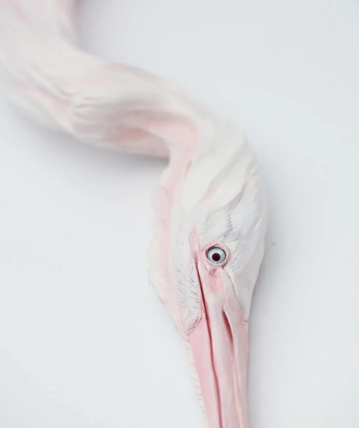 Pink Heron Detail 3 Internet Size.jpg