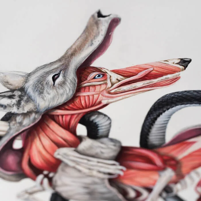 coyote-detail-2.jpg
