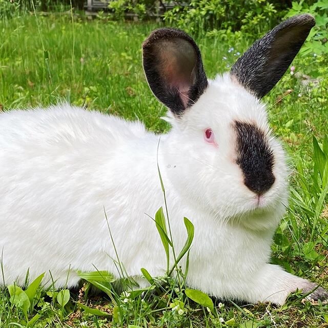 Because a happy, rescued rabbit is always a joy. Shanti is living a good life after living the first few years on a local farm as a breeder doe for a &ldquo;meat&rdquo; rabbit operation. All those 144 bunnies were living in filthy, horrendous wire-bo