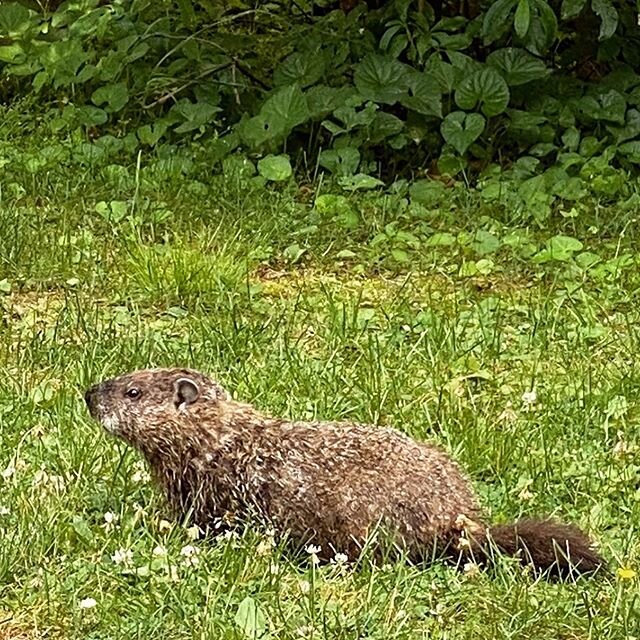 One of our resident woodchucks has wondered through TWICE as we&rsquo;ve been practicing yoga outside. He is curious, not shy and absolutely gorgeous. 🦋🐾🐿 There&rsquo;s still space in this weekend&rsquo;s Mindful Vinyasa classes on Sat &amp; Sun b
