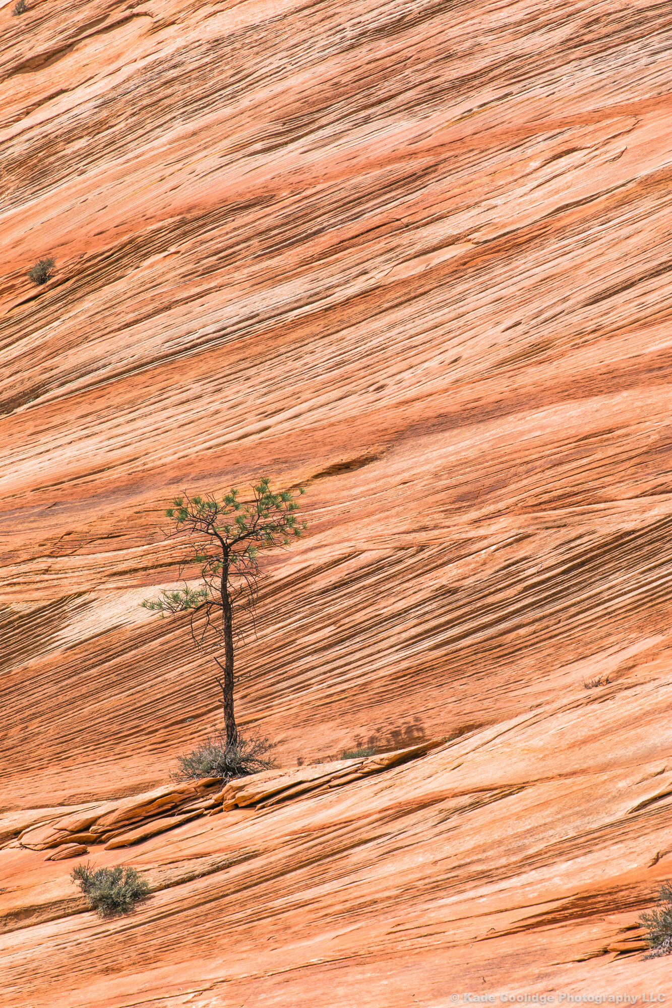Lone Mesa Tree | Zion NP, Utah