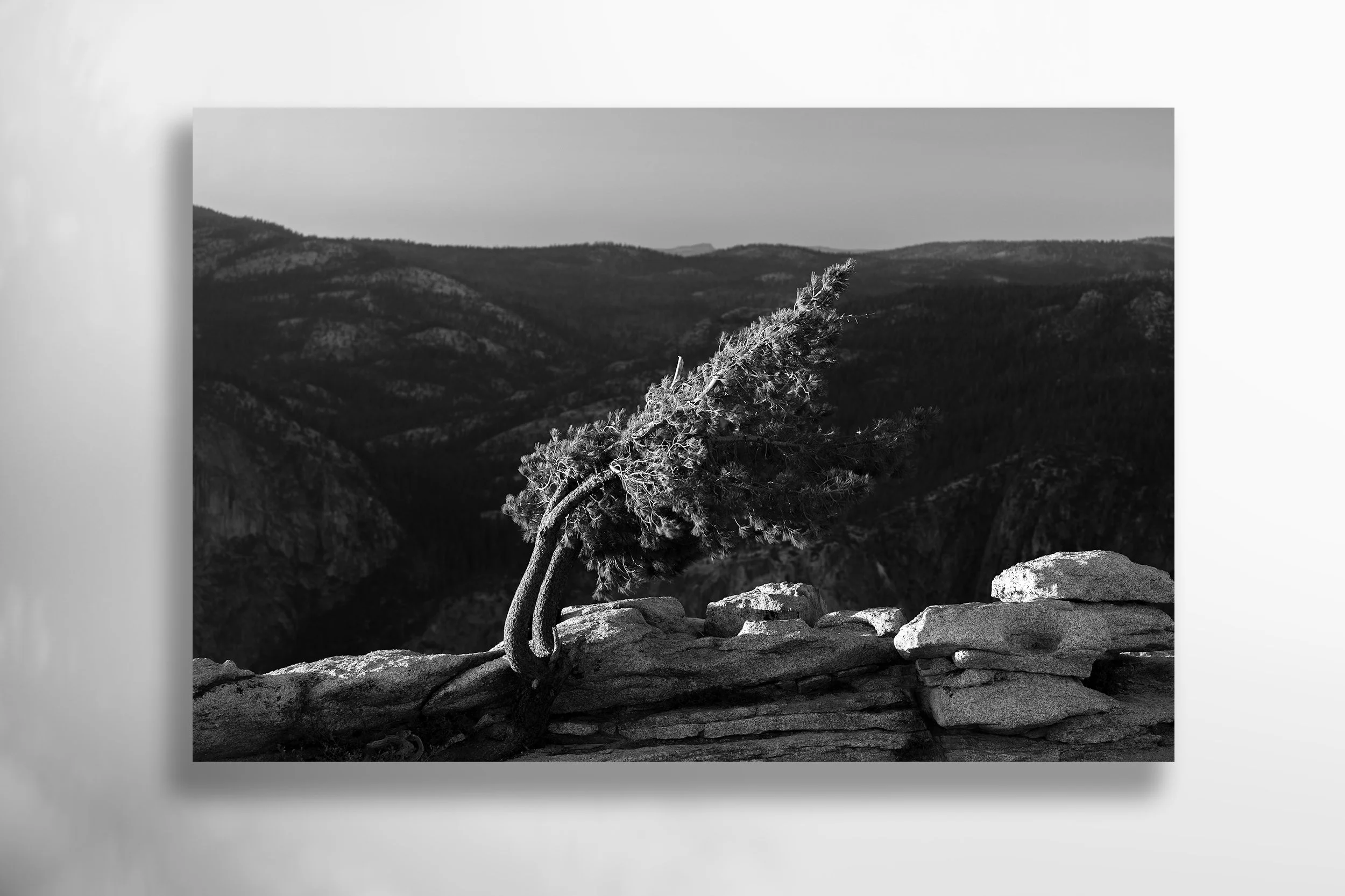 Sentinel Tree | Landscape Print