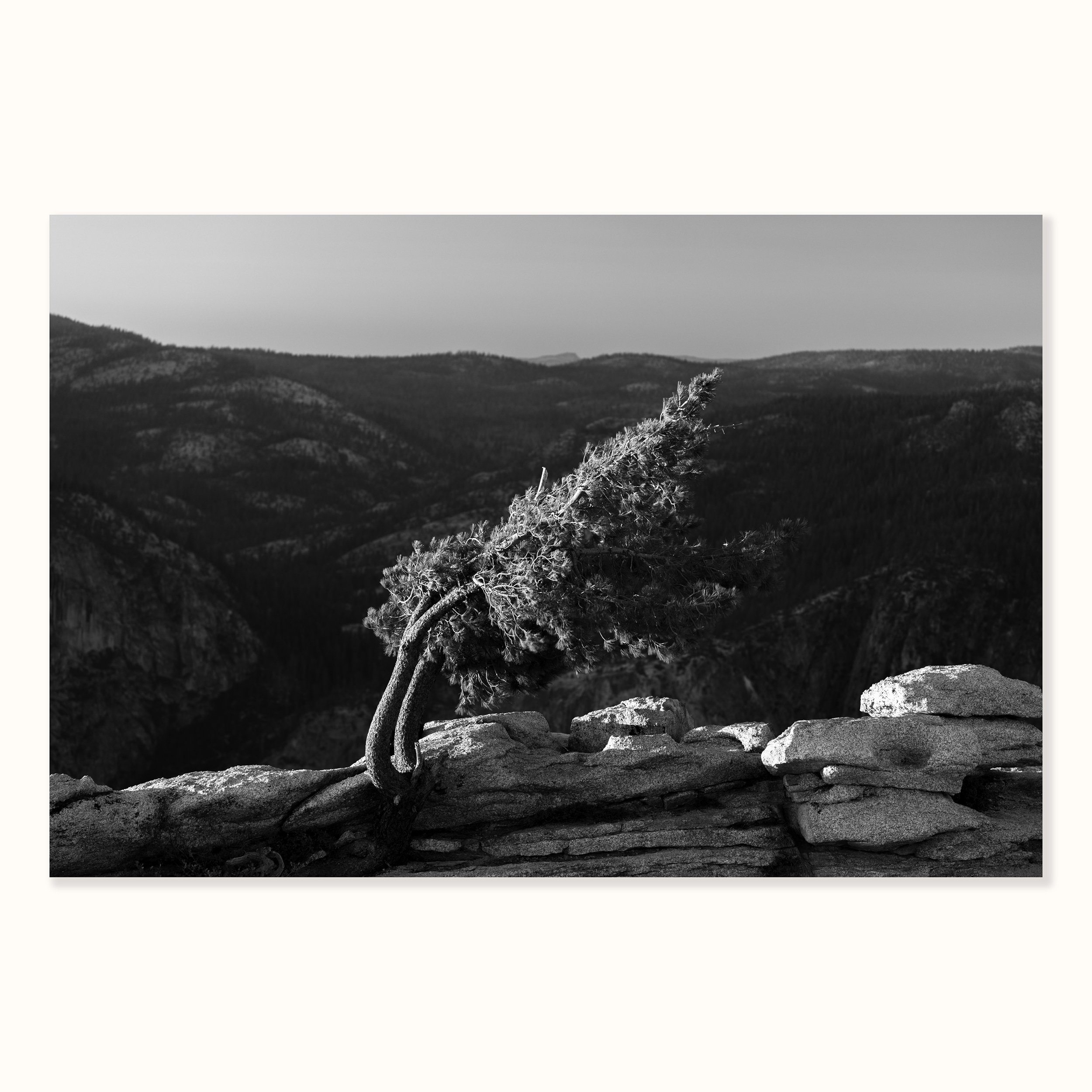 Sentinel Tree | Landscape Print