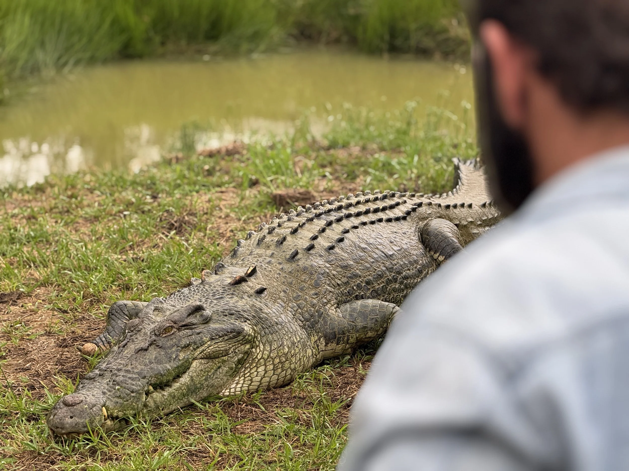Deadliest Dinner Crocodile
