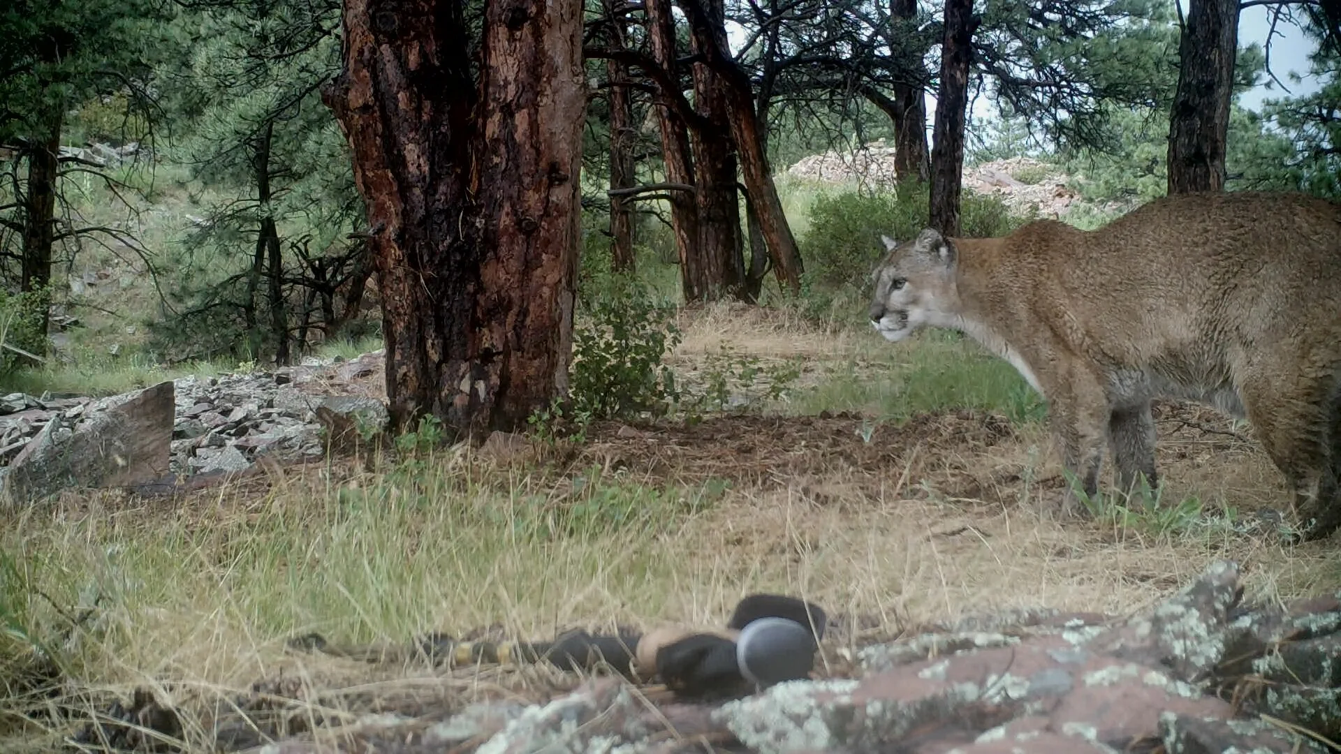 Female Mountain Lion