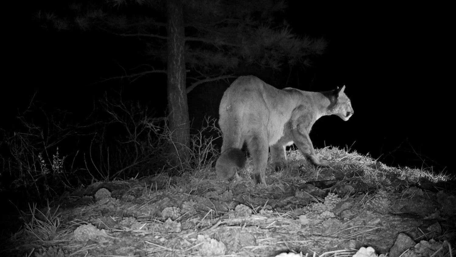 Keystone Species that Live in the Mountains