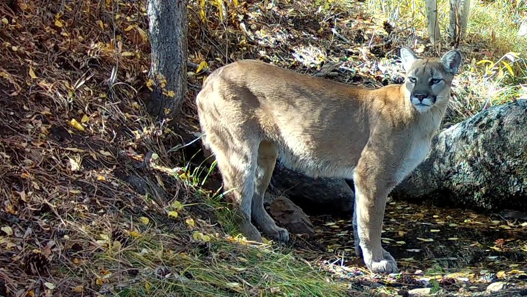 What Animals are Considered 'Keystone Species' in Colorado?