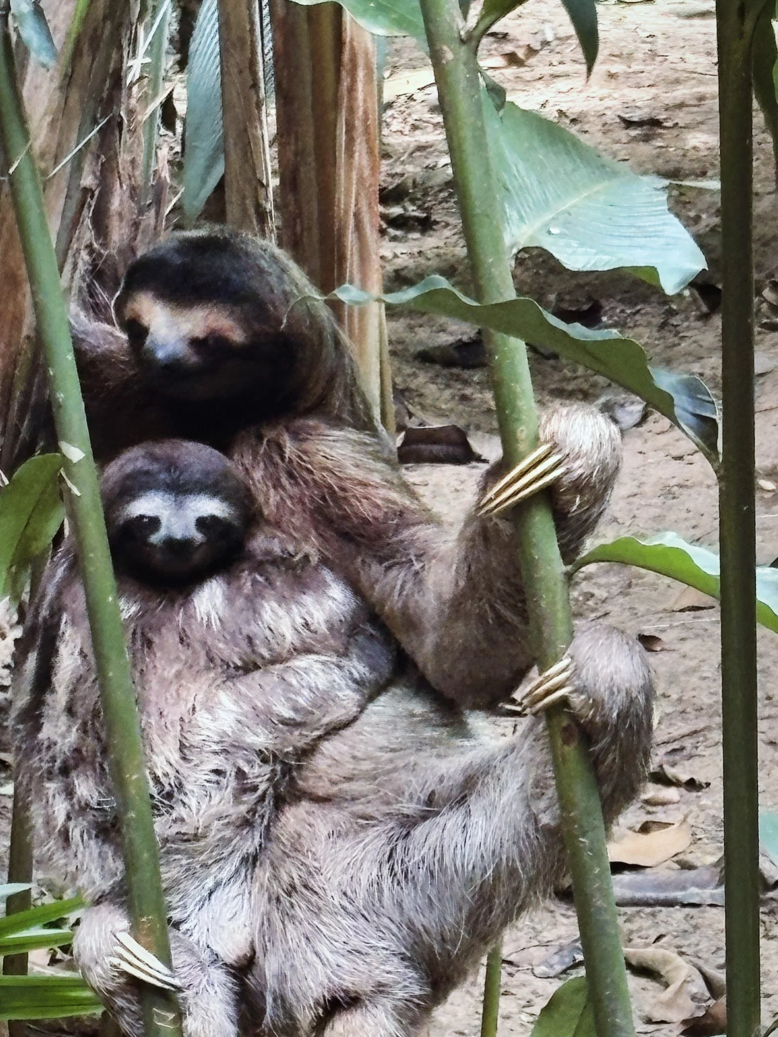 Here&rsquo;s a little dose of 📸cuteness from Nika on her trip to the southern Carribean coast of Costa Rica.  Loving this sweet mama and baby sloth just hanging in the trees! 

In preparation for lotsssss of baby holding once baby arrives - it&rsquo