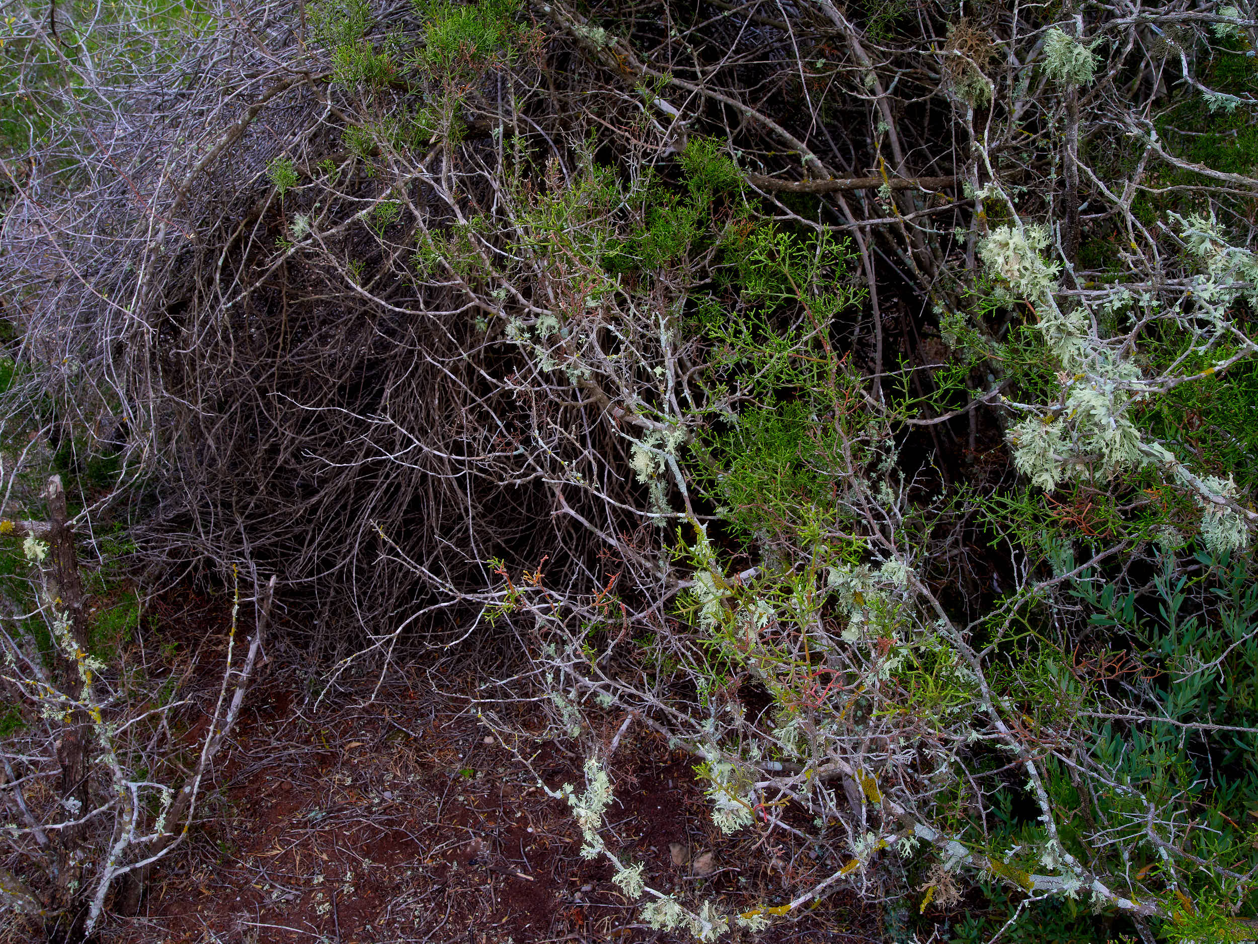  Zoning in on the scrub forest fauna and textural shapes. 