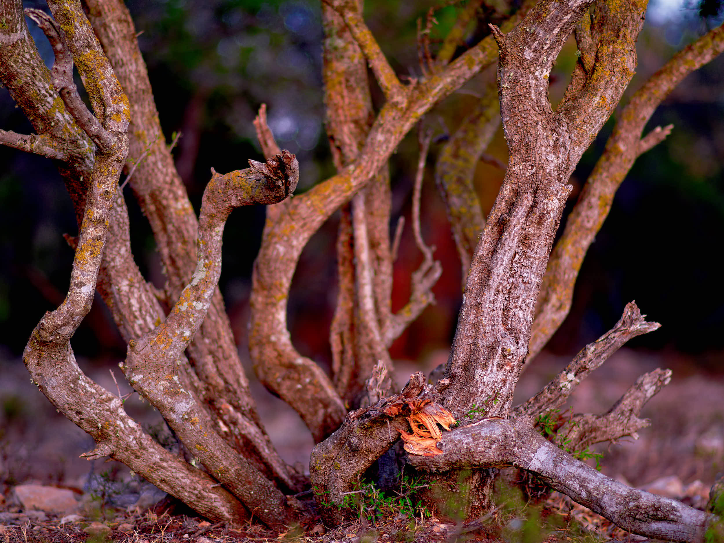  Hard won finds through the garden gate into the Moroccan scrub forest.  