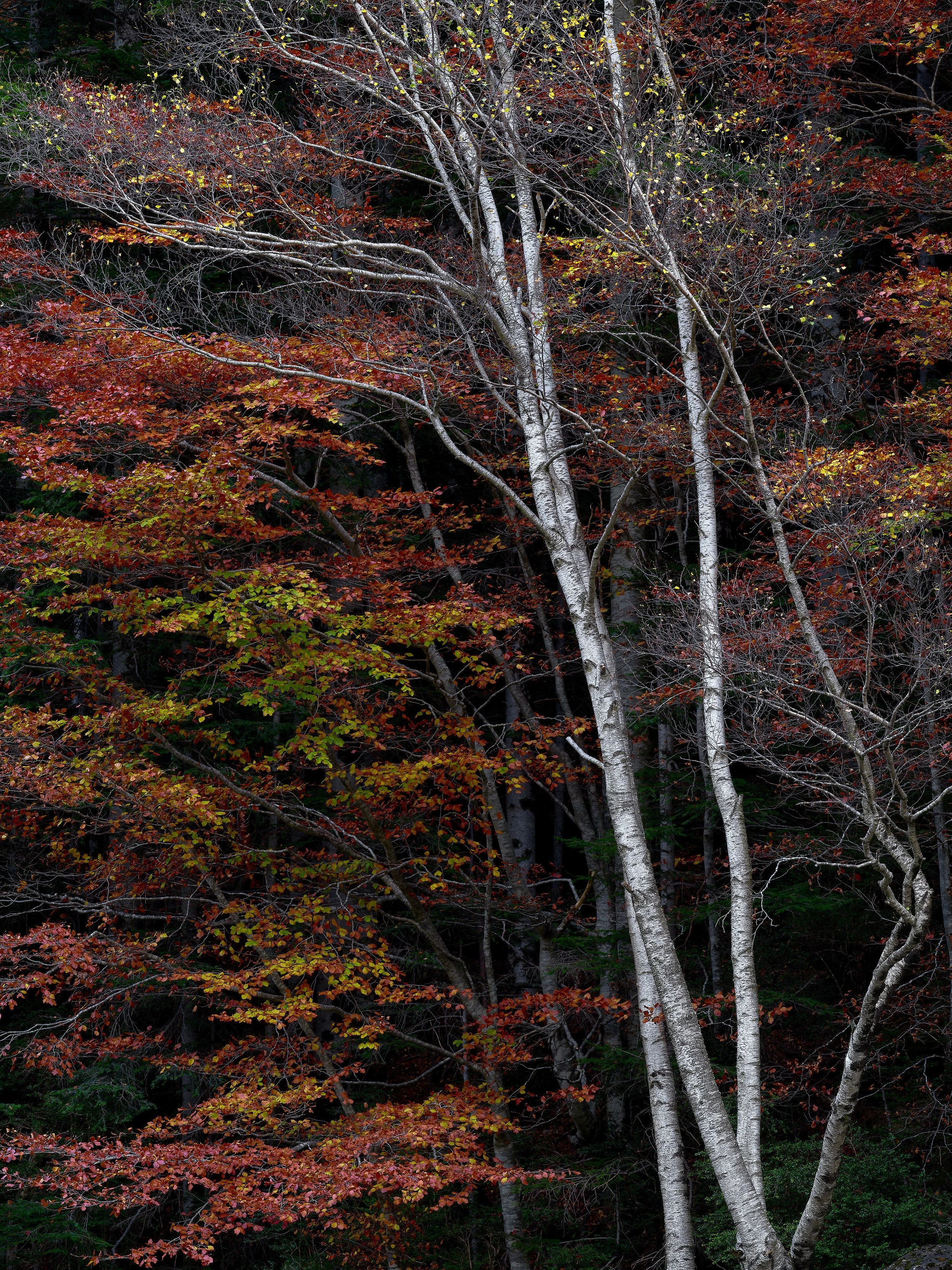 _IMG3140 4.jpg