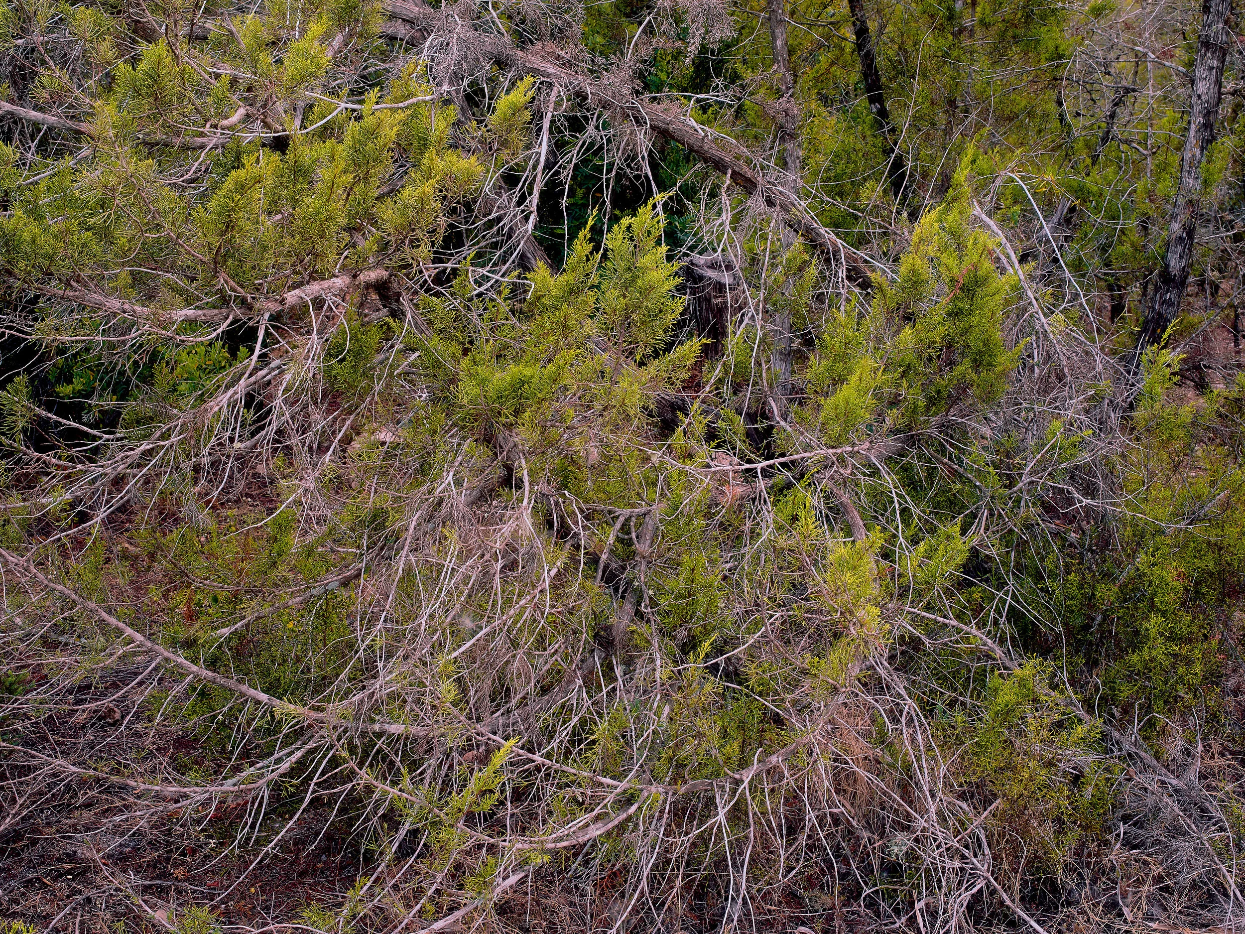 IMGP0901 9.jpg