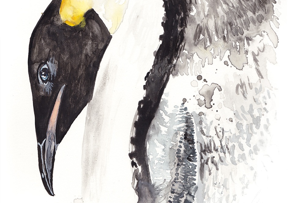 Hello-I-am-Marie-Penguin-Image_2.jpg