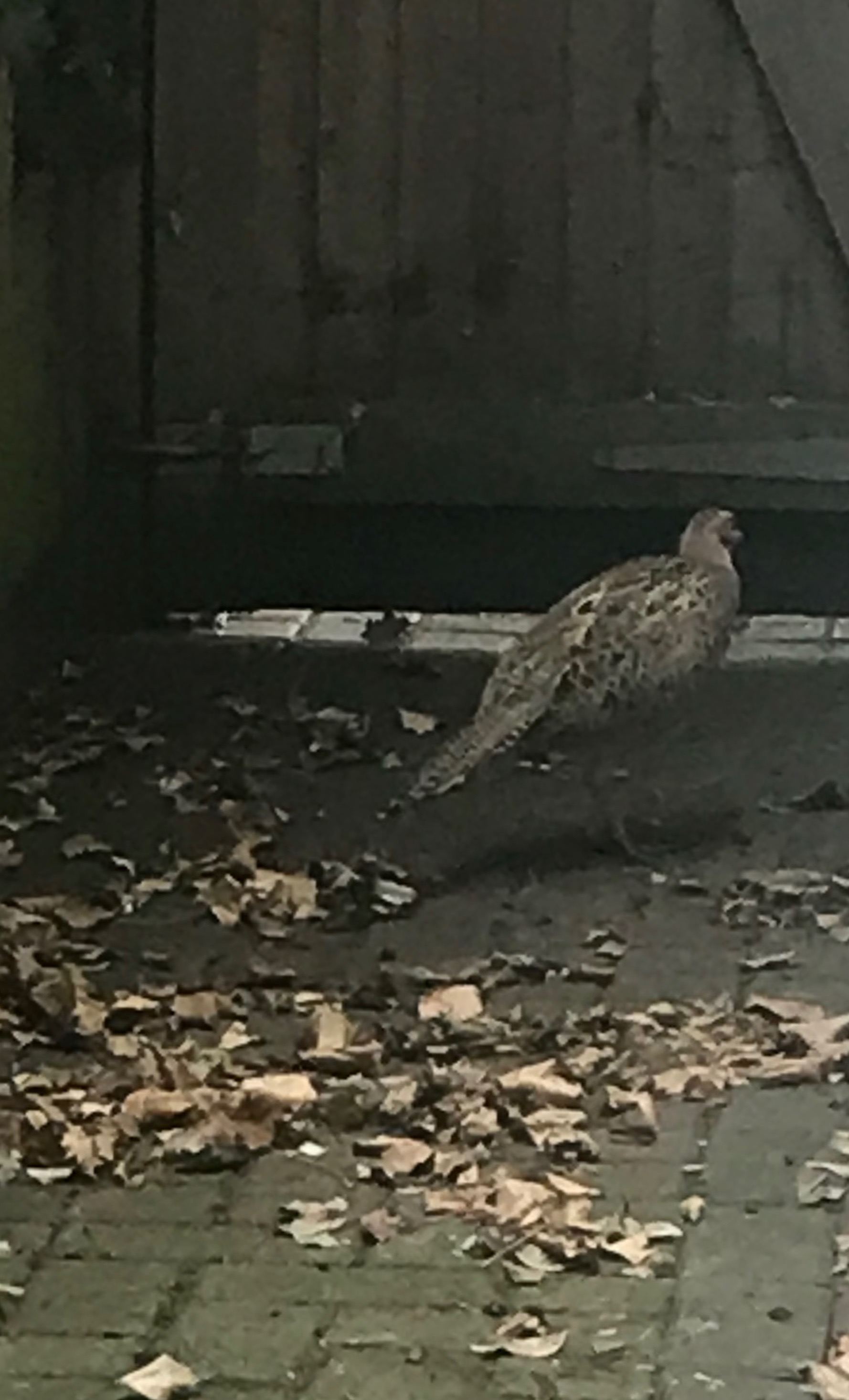 The trapped pheasant.