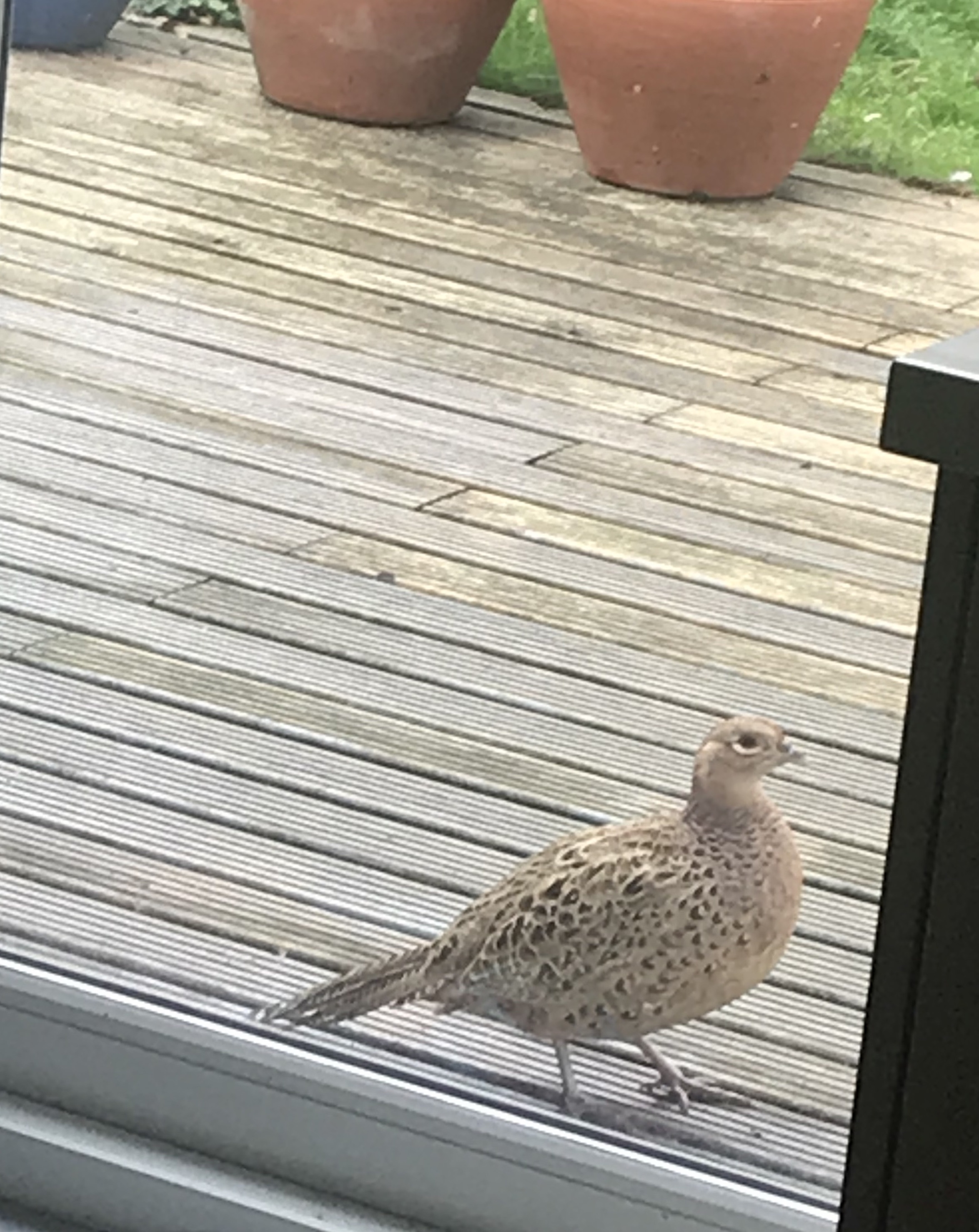 The pheasant having made itself at home.