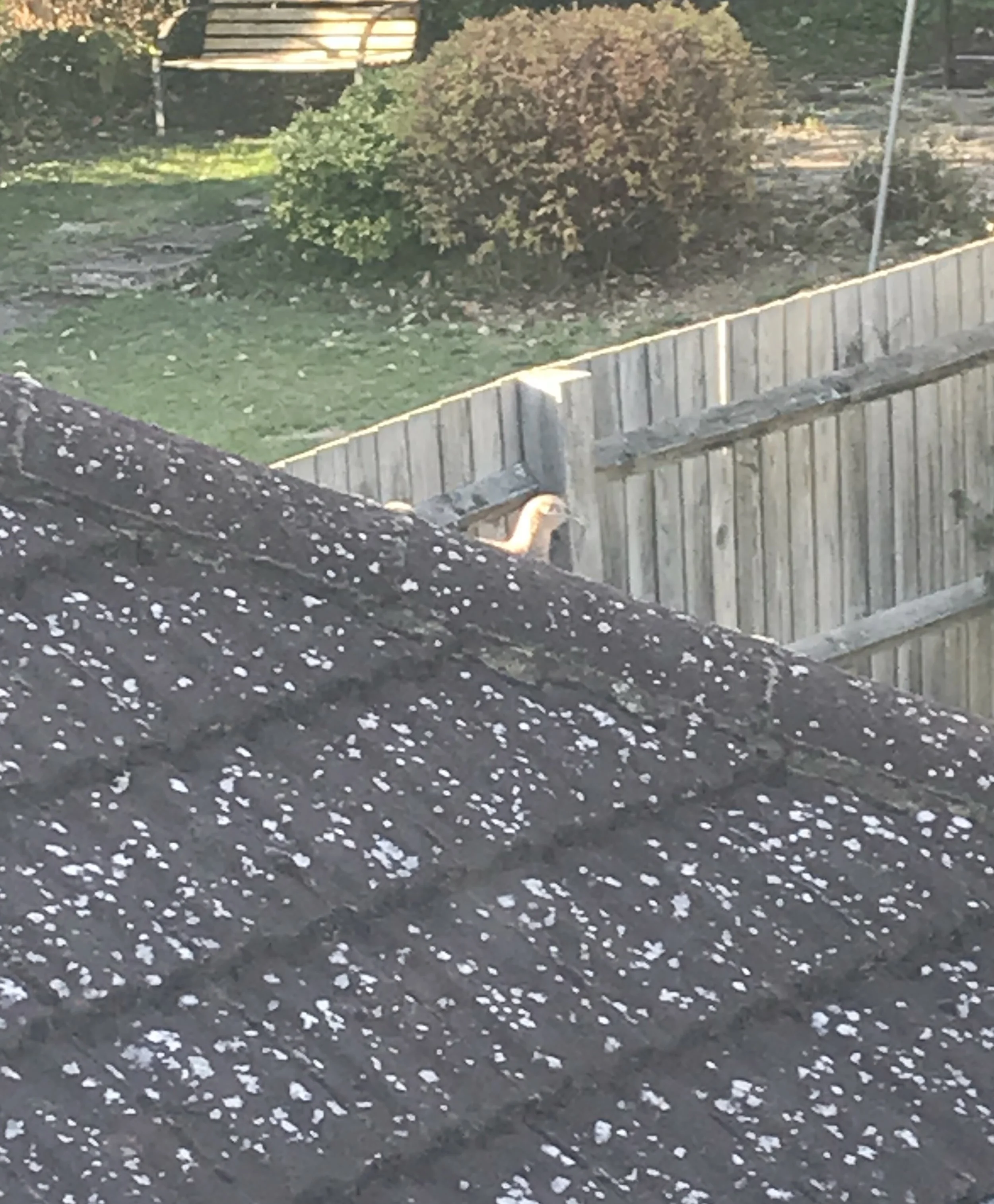 Pheasant on the roof.