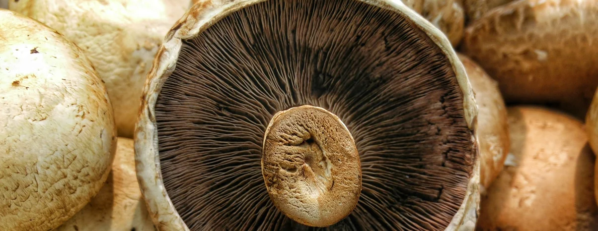 Mushrooms.jpg
